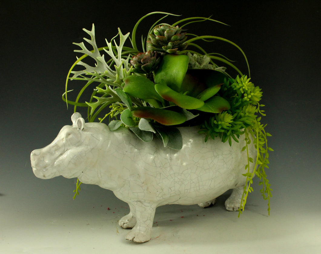 Hippopotamus