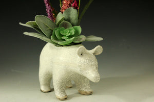 W Bear